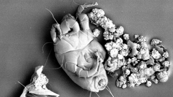 Dust mite closeup